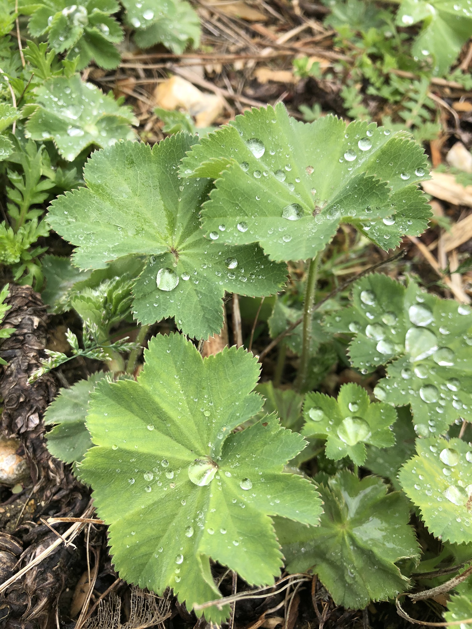 Alchémille commune - Plante médicinale